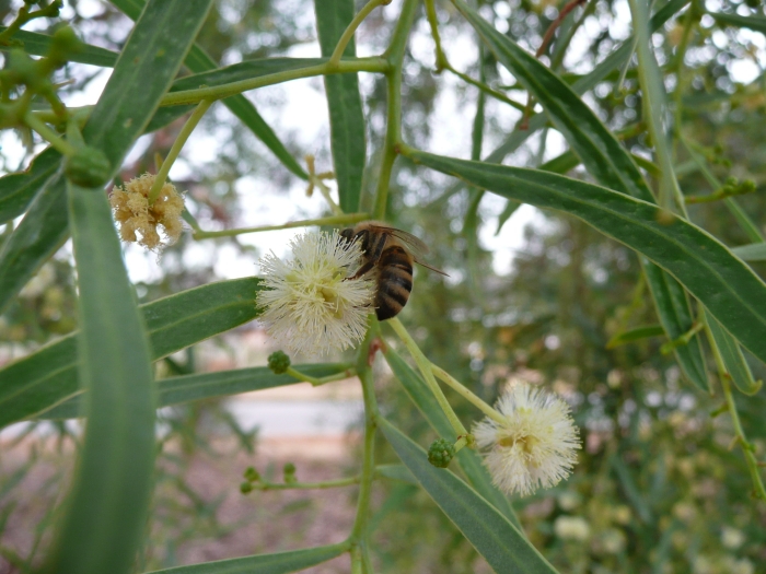 Acacia salicina image