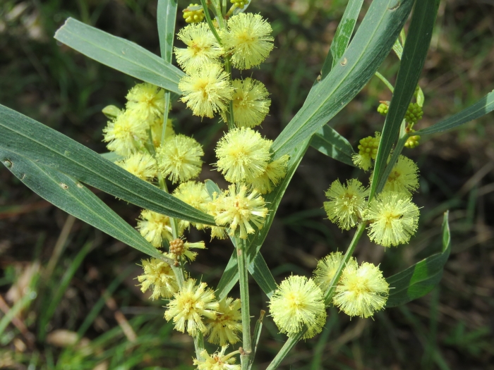 Acacia stricta image