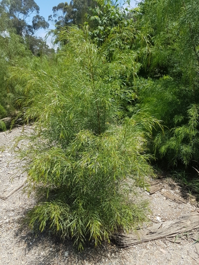 Acacia subporosa image