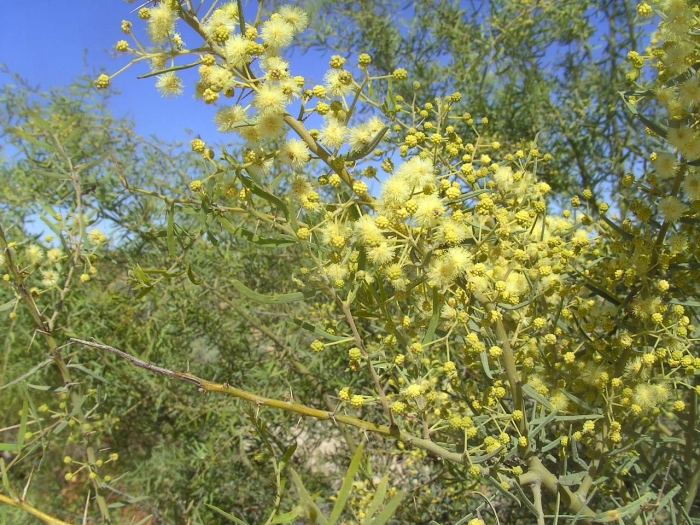 Acacia victoriae image