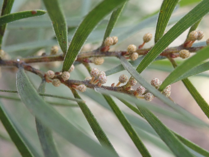 Acacia viscidula image