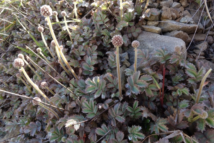 Acaena caesiiglauca image