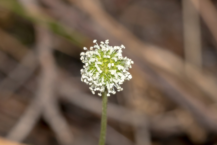 Acaena novae-zelandiae image