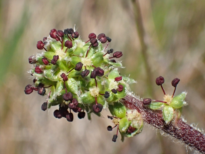 Acaena pinnatifida image