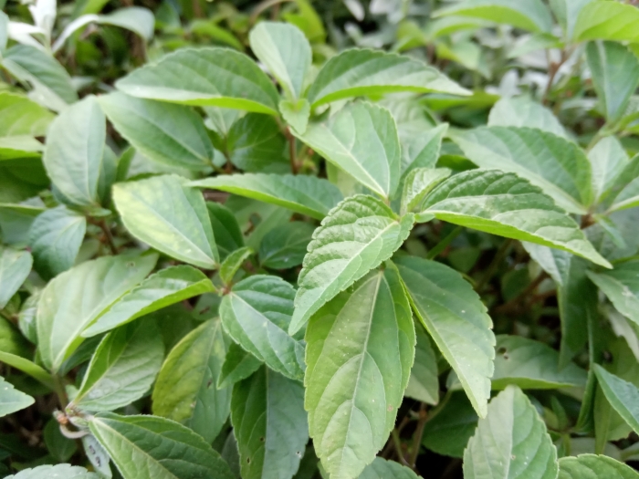Acalypha australis image