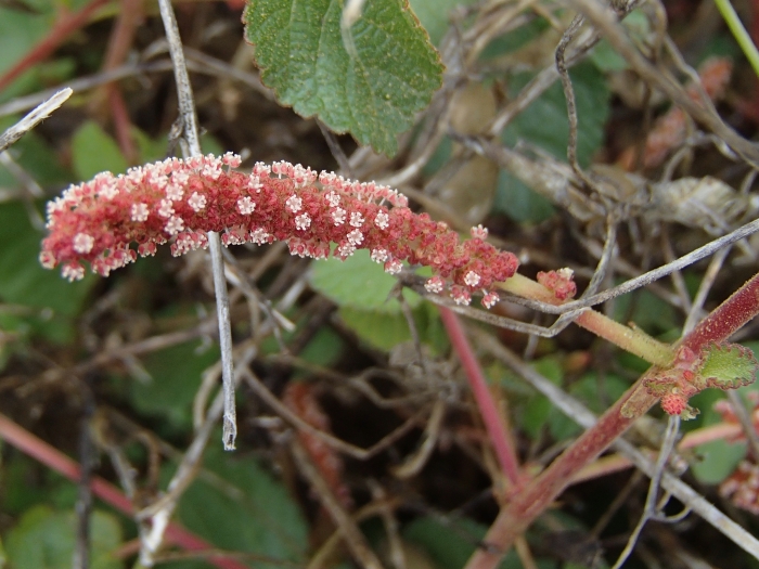 Acalypha californica image