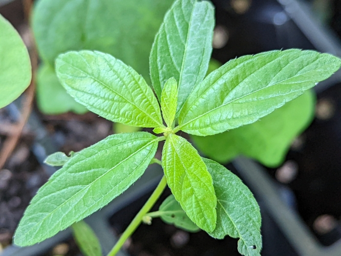 Acalypha gracilens image