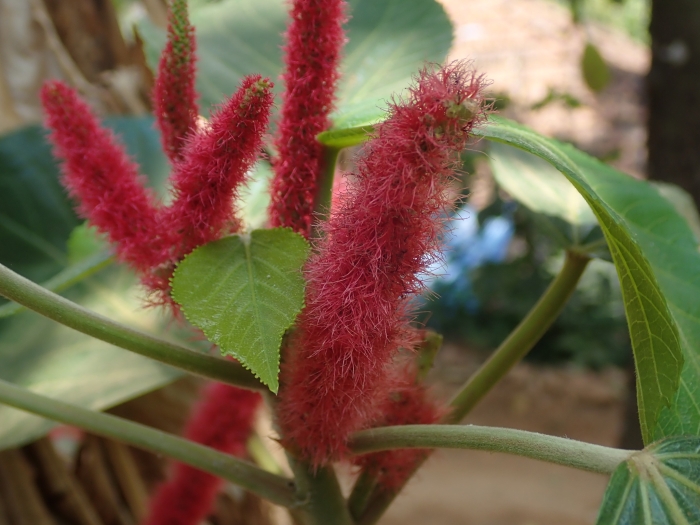 Acalypha hispida image