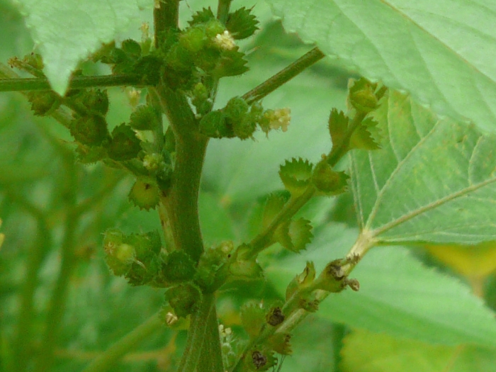 Acalypha lanceolata image