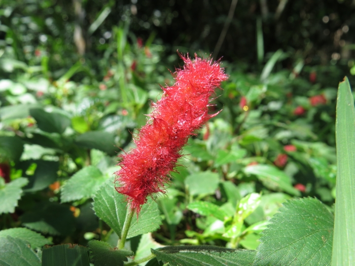 Acalypha pendula image