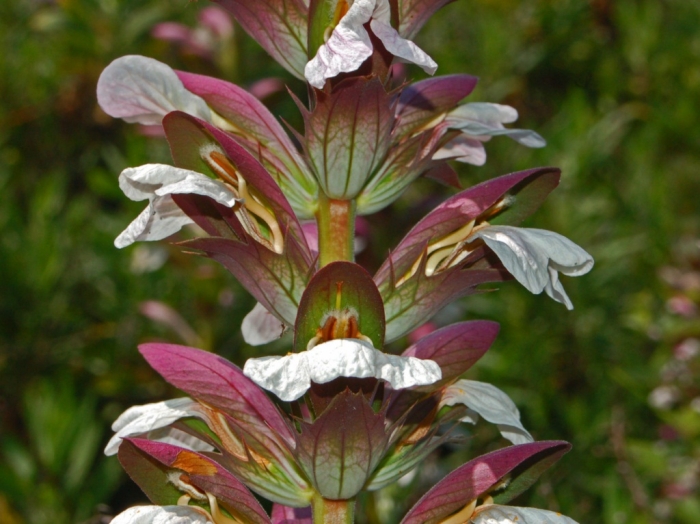 Acanthus mollis image