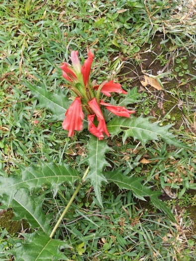Acanthus sennii image