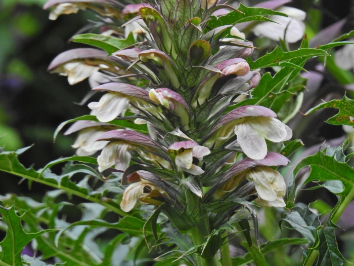 Acanthus spinosus image