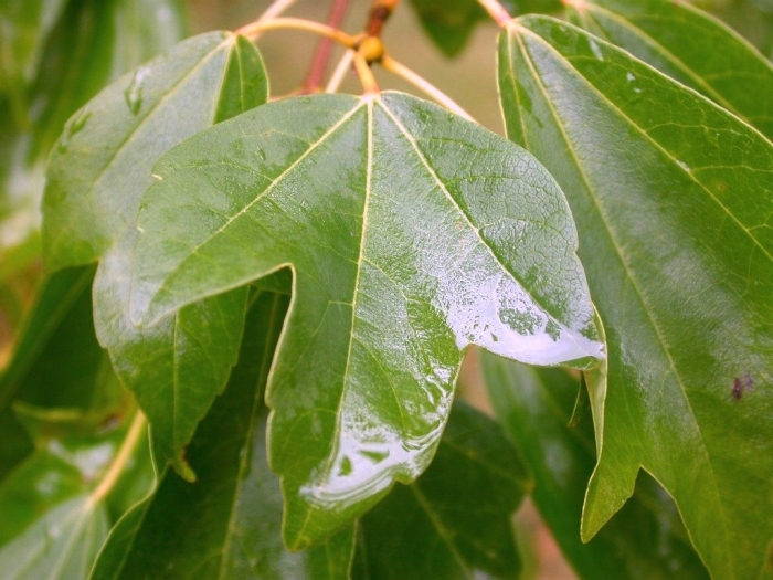 Acer buergerianum image