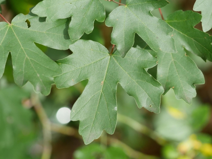 Acer campestre image