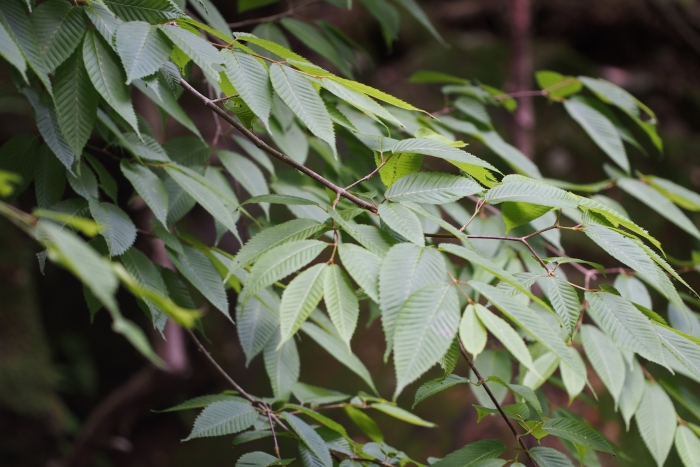 Acer carpinifolium image