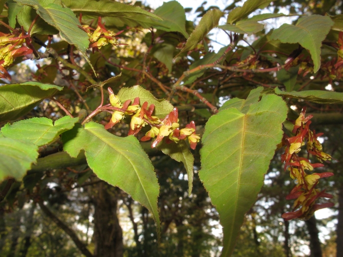 Acer crataegifolium image