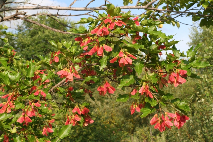 Acer ginnala image