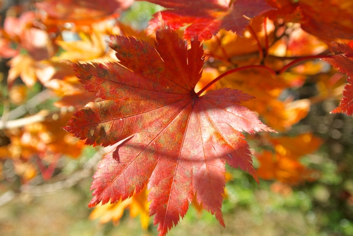 Acer japonicum image