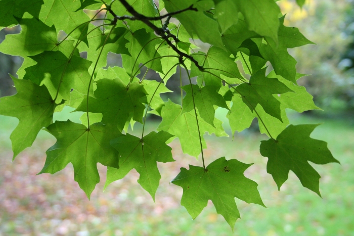 Acer miyabei image