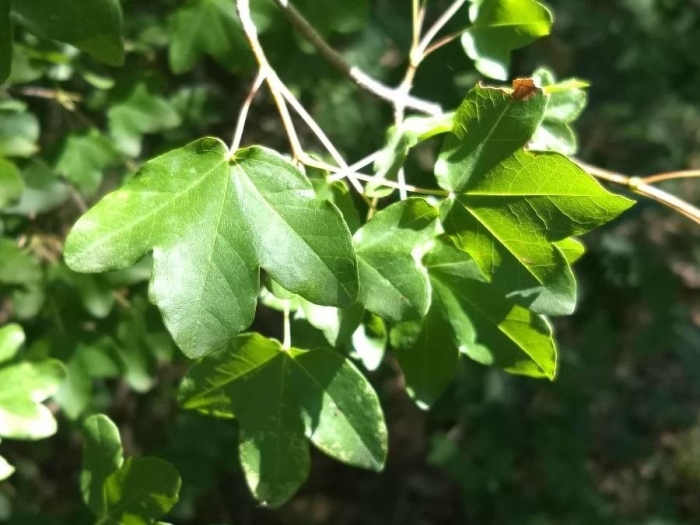 Acer monspessulanum image