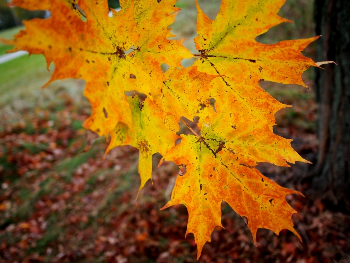 Acer nigrum image