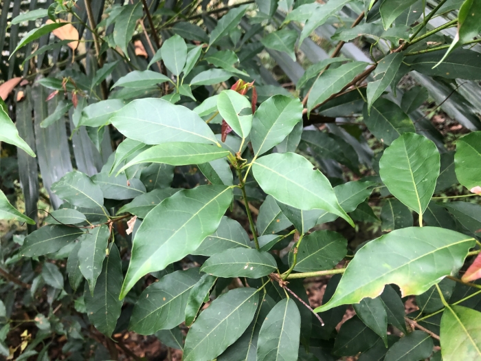Acer oblongum image