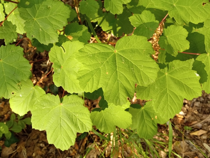 Acer opalus image