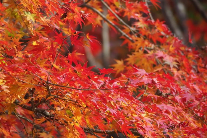 Acer palmatum image