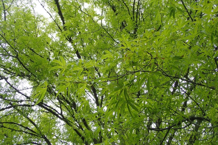 Acer pentaphyllum image