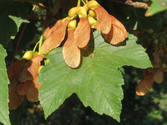Acer platanoides image