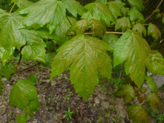 Acer pseudoplatanus image