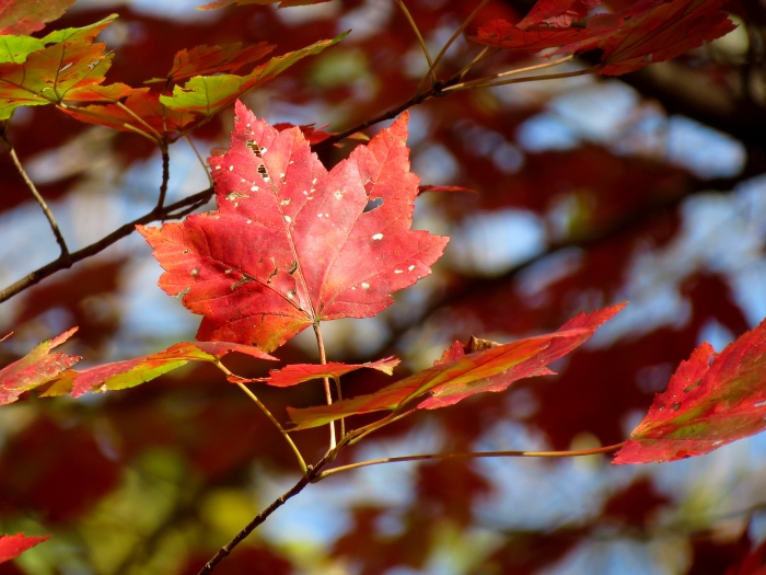 Acer rubrum image