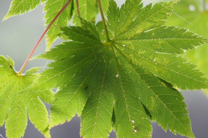 Acer shirasawanum image