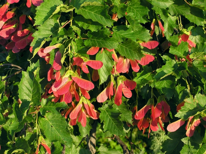 Acer tataricum image