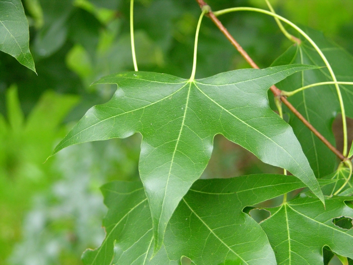 Acer truncatum image