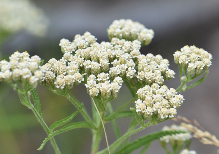 Achillea alpina image