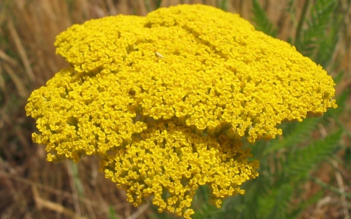 Achillea filipendulina image