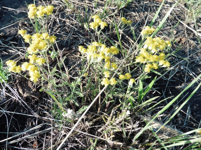 Achillea leptophylla image