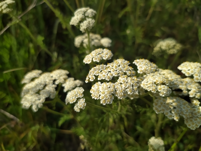 Achillea nobilis image