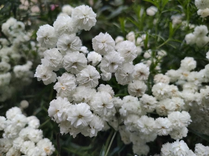 Achillea ptarmica image