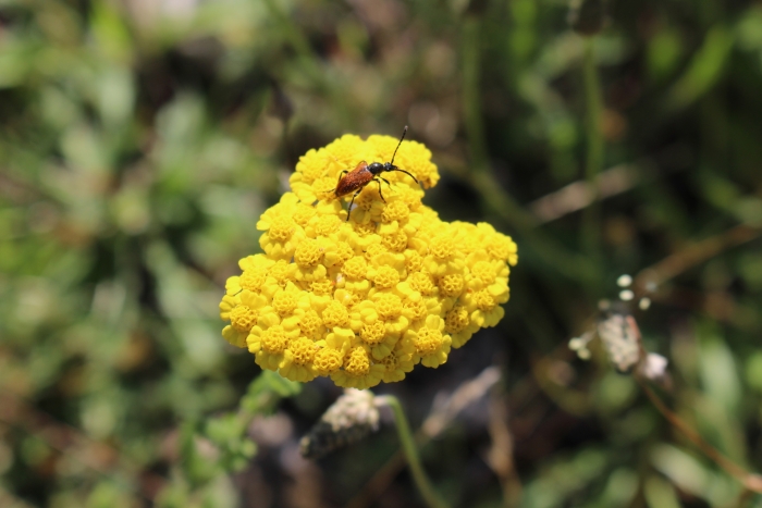 Achillea tomentosa image