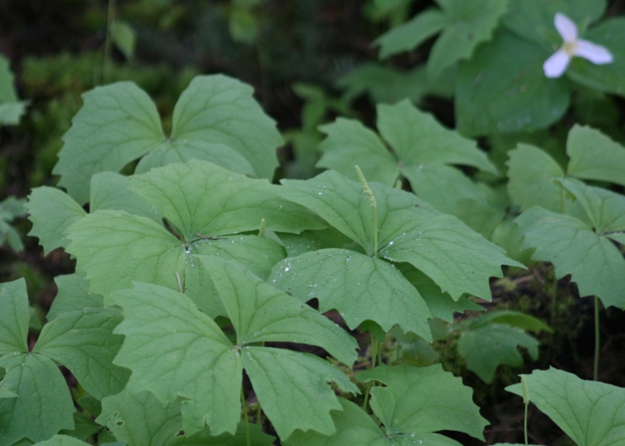 Achlys triphylla image