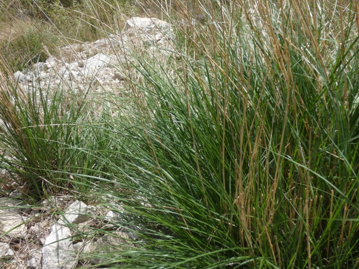 Achnatherum calamagrostis image