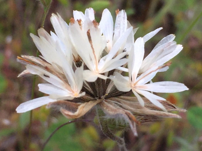 Achyrachaena mollis image