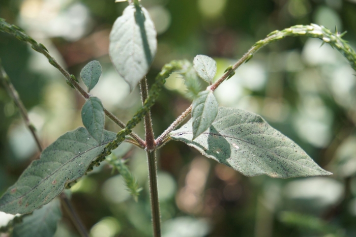 Achyranthes aspera image