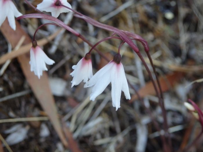 Acis autumnalis image