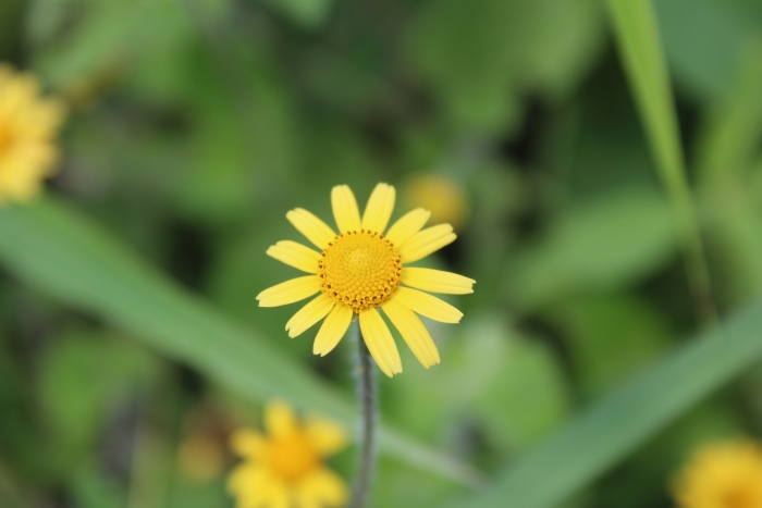 Acmella repens image