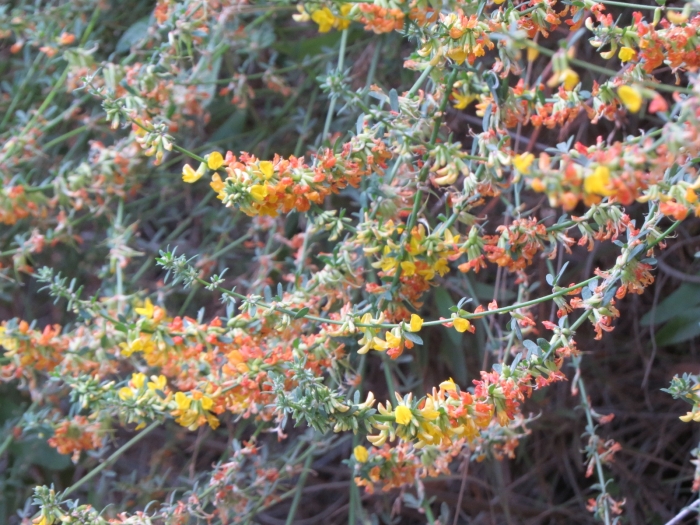 Acmispon glaber image