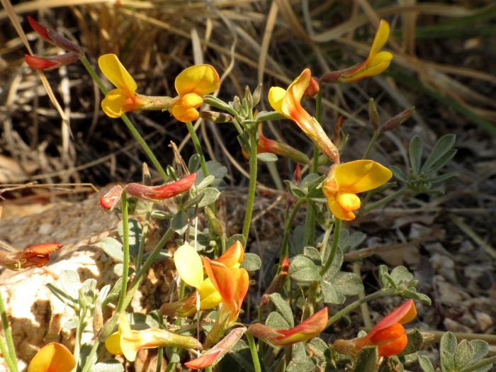 Acmispon rigidus image